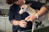 GRIFFES - WHIPPET 088